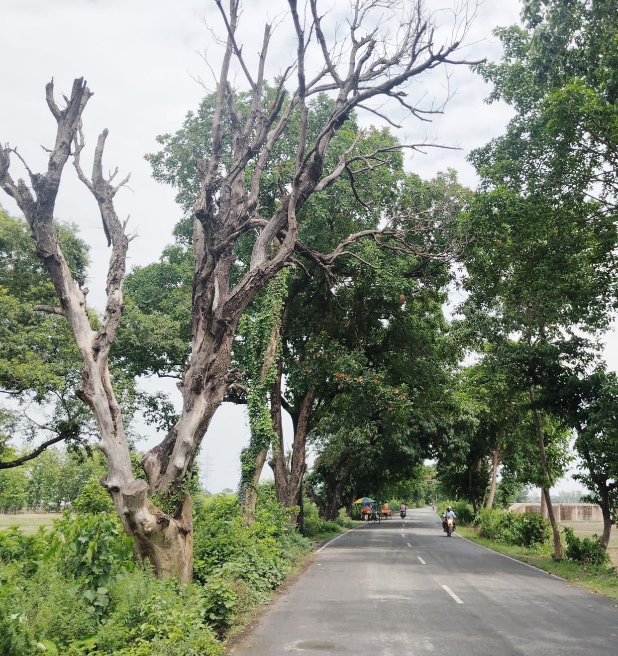 Dry trees standing on the roadside, danger to pedestrians