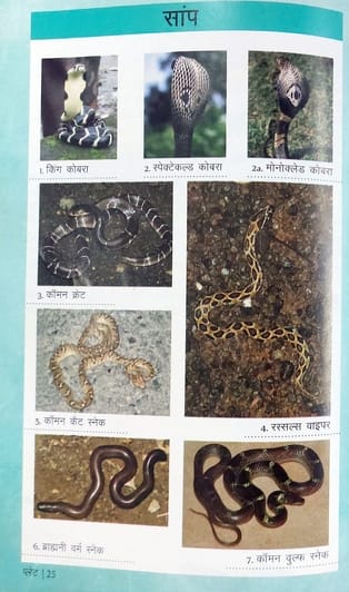 Bijnor has become a home for snakes, fear is more dangerous than poison