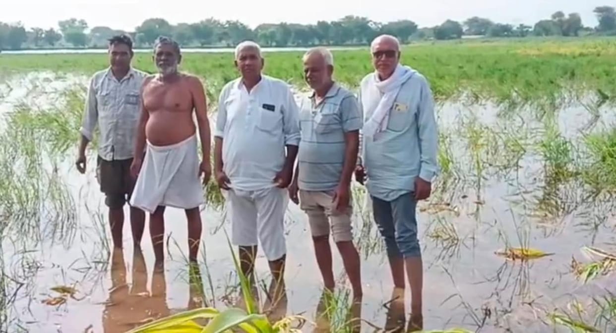 The fields are flooded with rainwater...damage to the millet-cotton crop.