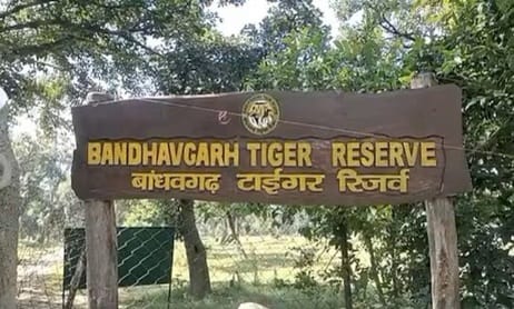 The body of a female leopard was found in the buffer zone of Bandhavgarh Tiger Reserve