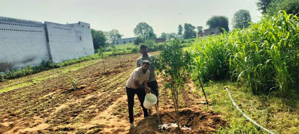 Progressive farmer Kailash planted fruit trees