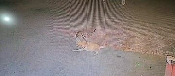 The tiger entered the houses and hunted two animals