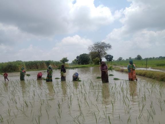 Fields are full due to rain, paddy transplantation has picked up pace