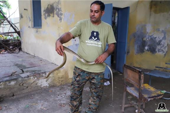People's attitude towards snakes is changing