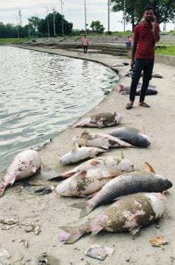 Fish suddenly started dying, Fisheries Department team assured of cleaning the lake