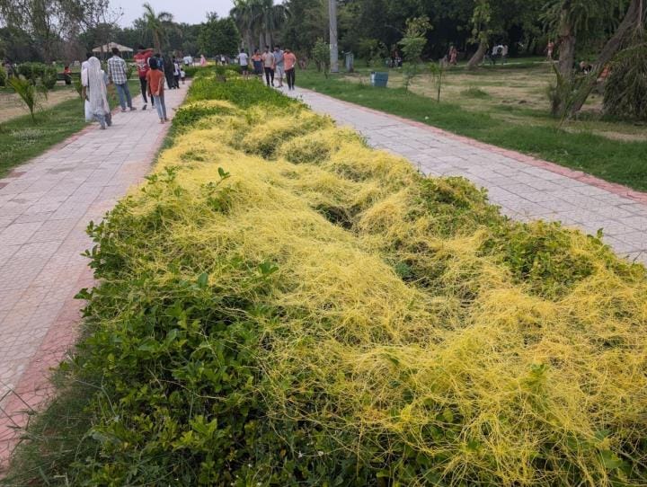 Central Park is under the control of parasitic plants