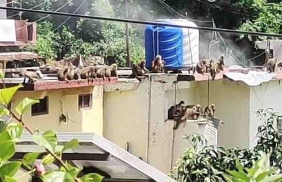 Demand to catch mischievous monkeys by putting cages