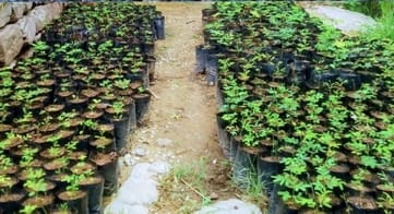 The youth of Nanawan prepared 550 saplings of Khair at home