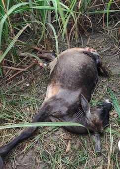 Three areas of Palia are affected by the fear of leopard and tiger