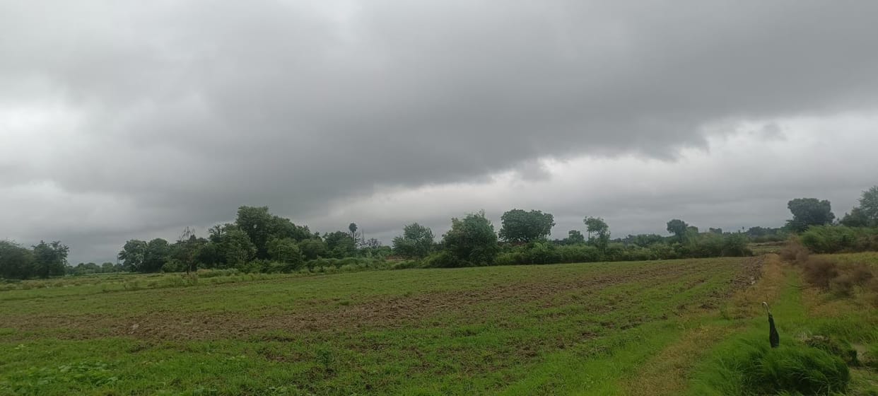 Rain brings relief to farmers, benefits paddy crop