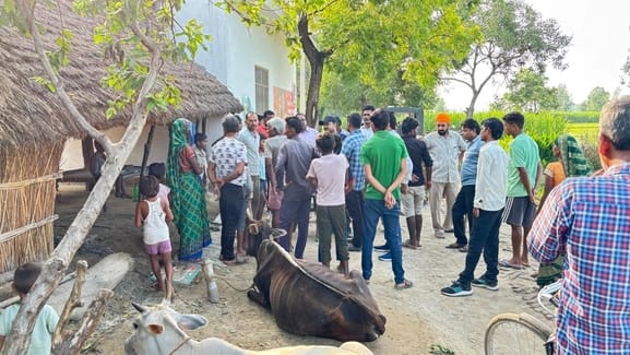A tigress entered the farmer's house and killed the calf