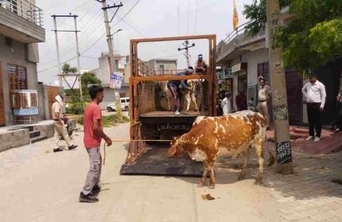 The Municipal Corporation caught 26 helpless animals and sent them to the cow sanctuary