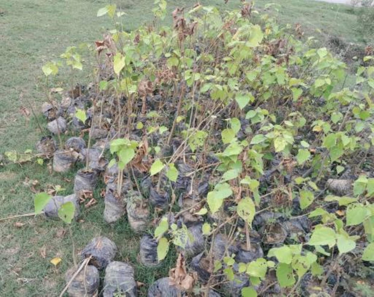 200 plants lost the battle of life