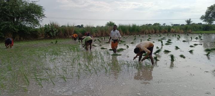 Decline in paddy, increase in maize and millet acreage