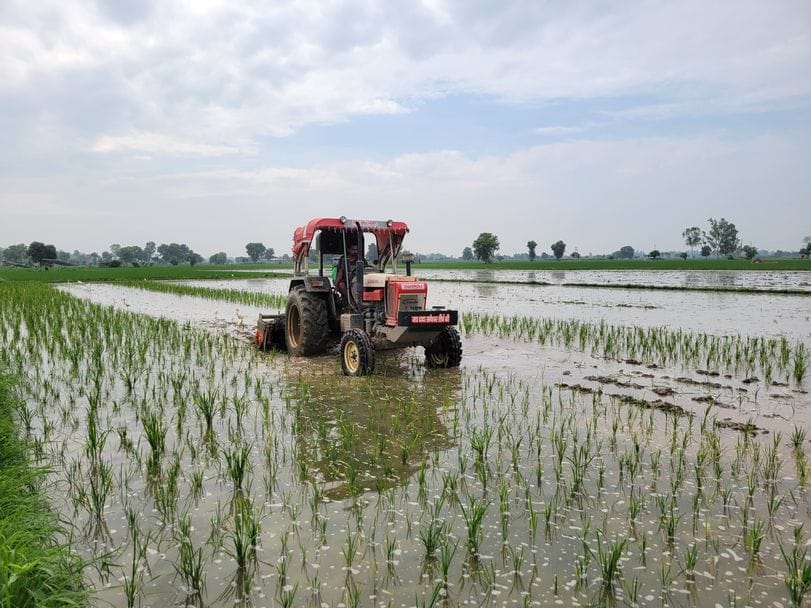 The paddy crop in Sachkheda broke the back of the farmers, bad seeds ruined their hard work, the crop had to be destroyed with a tractor