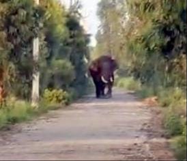 Elephant came close to the population, fear in the villagers