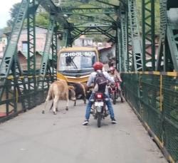 Bulls clash on Saryu river bridge, people's lives in danger