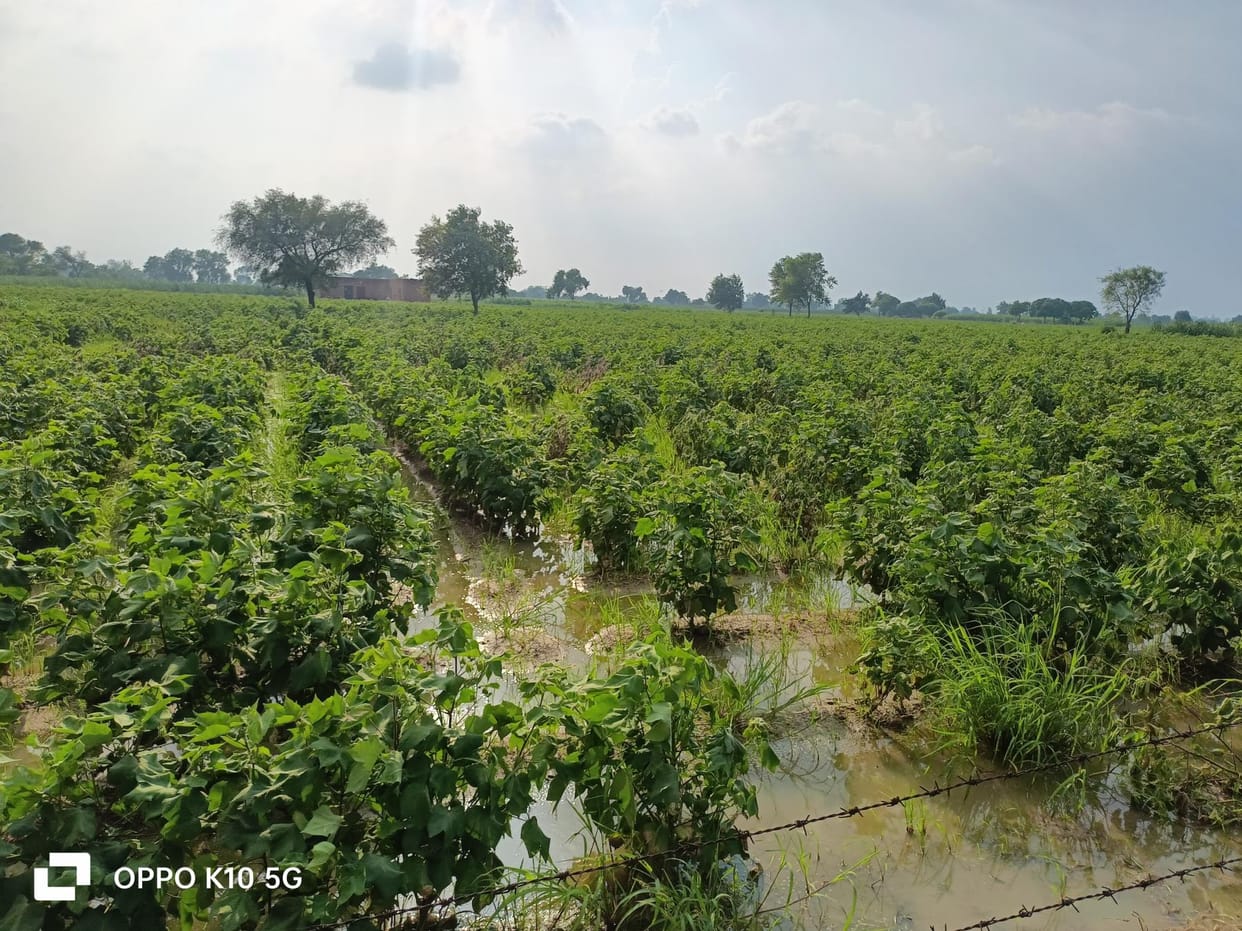 Rainwater has become a cause of worry for farmers, crops standing on 100 acres are on the verge of drowning