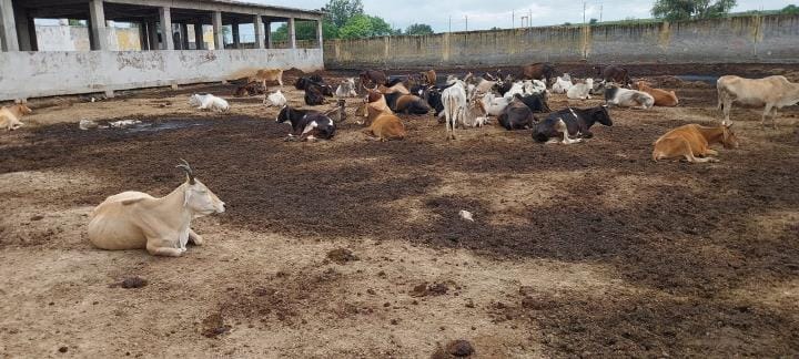 Gaushalas turned into swamps due to rain, cattle living in mud