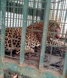 Leopard caught in a cage installed on the farm