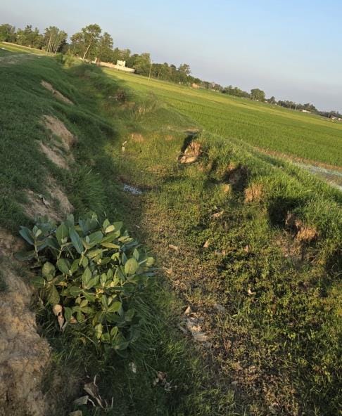 Crops are drying up due to lack of water in the canal