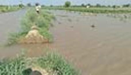 Rattakheda Kharif channel overflows again after 4 days, 20 acres of crops submerged