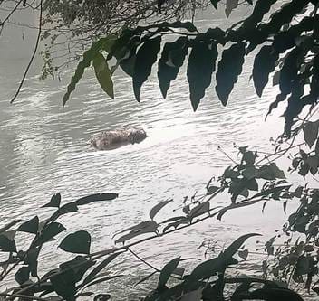 Three bodies were found floating in Ganga canal, police accused of negligence