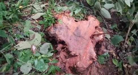 Five Khair trees were cut from the government reserve forest in Dhaduhi