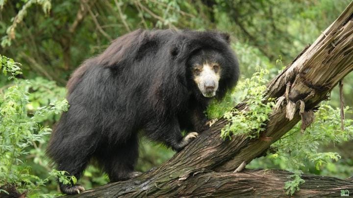 Female bear Jasmine completes 22 years of freedom