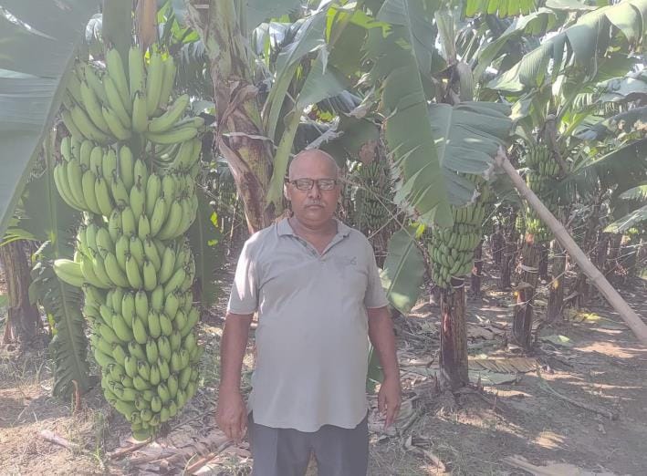 Chandraprakash Mishra became Banana Misir by cultivating banana