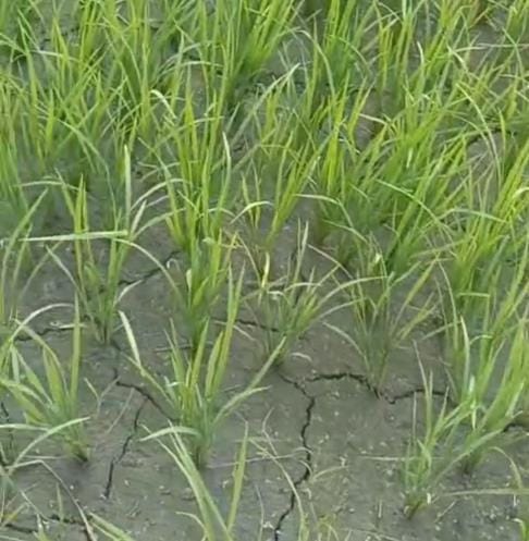 Farmers worried due to lack of rain