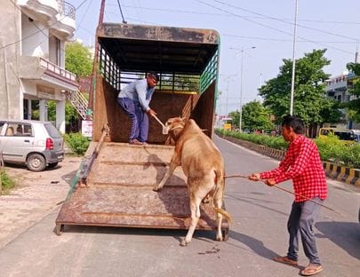 Six cattle were captured in a three-day struggle