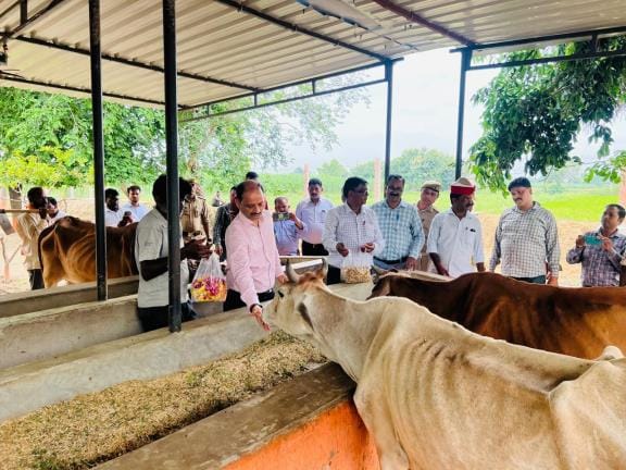Keep sick cattle in a separate shed: DM