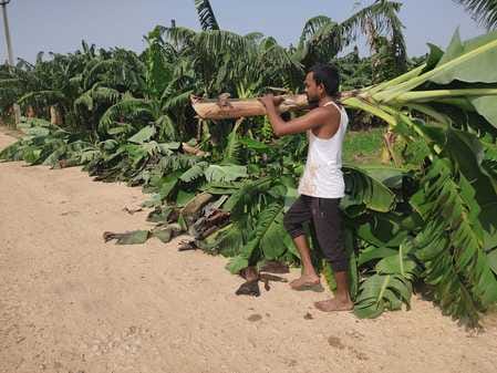 Panama disease is destroying banana crop
