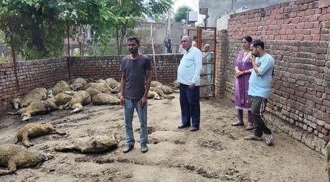 An unknown animal attacked sheep in Dinarpur, 40 died