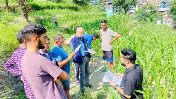 Fall army worm is eating away the maize crop, farmers are worried