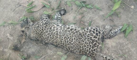 Leopard's body found in the field, department engaged in investigation