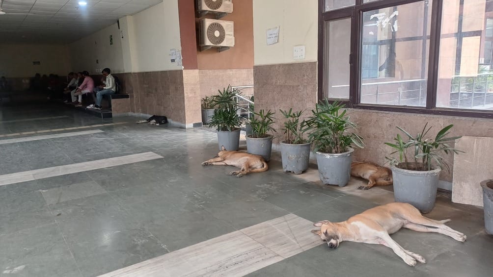 Dogs gathering at Sub-Divisional Bhawan and Cantonment Bus Station
