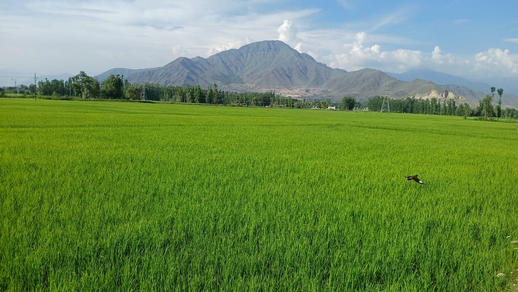 Srinagar: No more terror in Pulwama... Every morning now dawns with hope