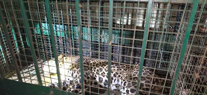 The leopard that attacked the woman was caught in a cage