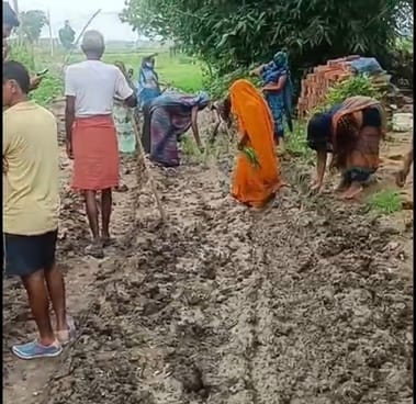 Angry villagers planted paddy on unpaved roads due to non-construction of paved roads