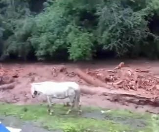 Now there is a flood of wood in Gadagushany Nala