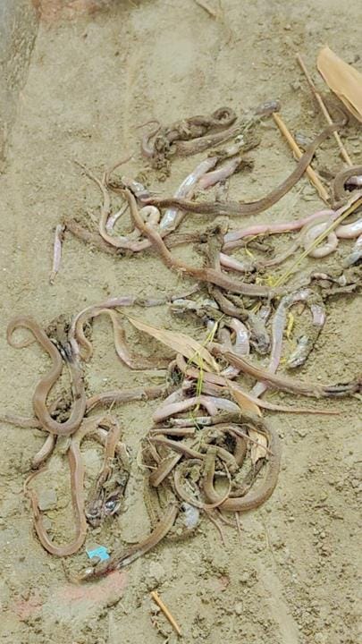 Hundred snakes found in Khotihi, panic