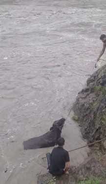 The dog warned and then the life of the milk cow was saved