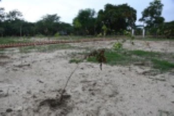 Crores of plants on paper, but dry cuttings on ground reality