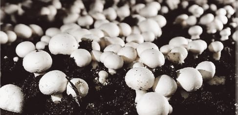 Mashroom Production, Womens of Udhampur, Start Business, Gain Profit