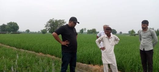 Threat of CG virus on paddy crop