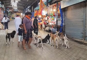 Stray dogs create panic in Jwalamukhi, devotees and people are troubled