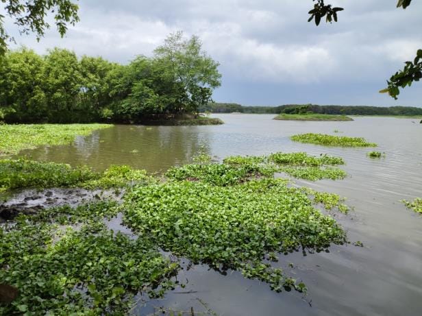 Cleaning work is slow, water hyacinth has spread in clean areas