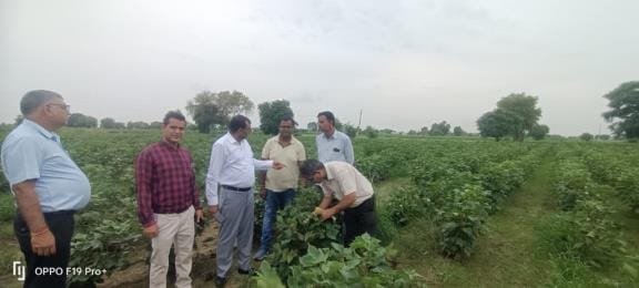 The central government team found pink caterpillar in Mangali Jhara, but not yet at the level of damage